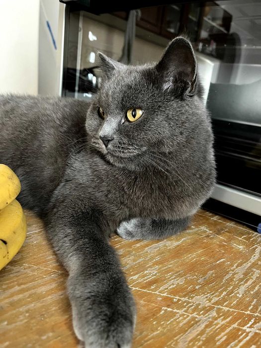 Кошка Британка ищет дом