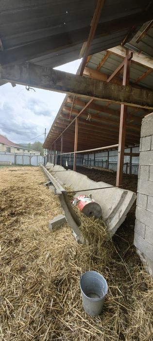 Навоз конский самовывоз