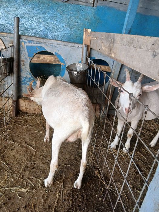 Vând capre și iezi