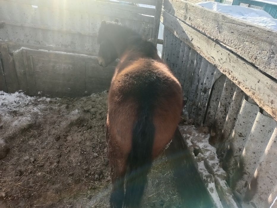 Жылқы еті дәмді табиғи