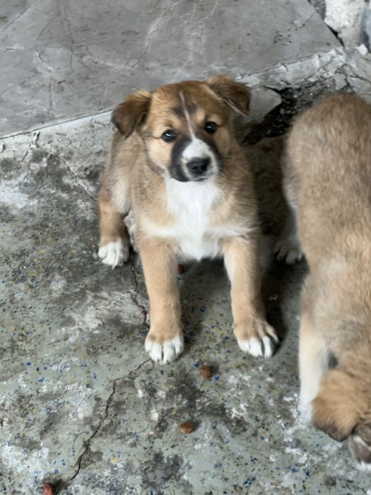 Щенята (девочки)