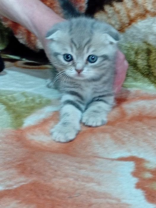Продаются вислоухие котята