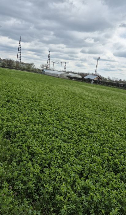 Vand baloti de lucerna, cultura an 2, coasa 1 si coasa 2