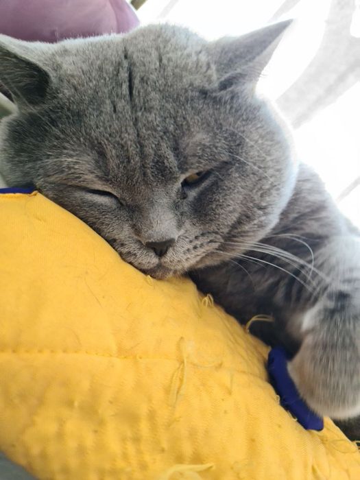 Ищем девочку для вязки