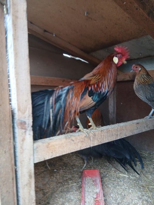 Cocoși Phoenix 2025/schimb