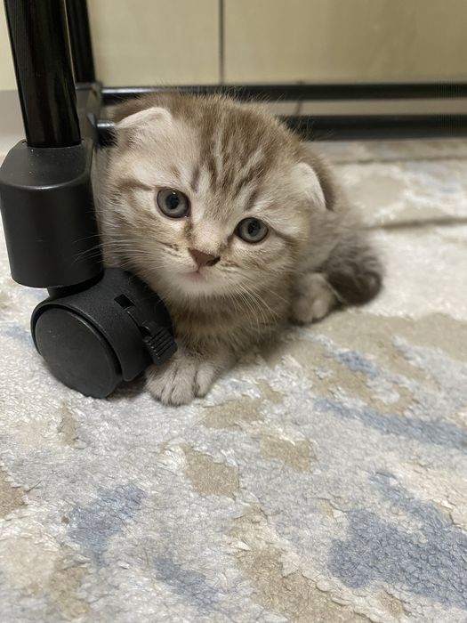 Продам породистых котят