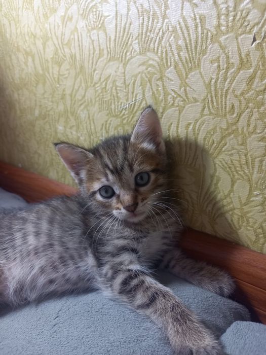 Котята отдам в добрые руки