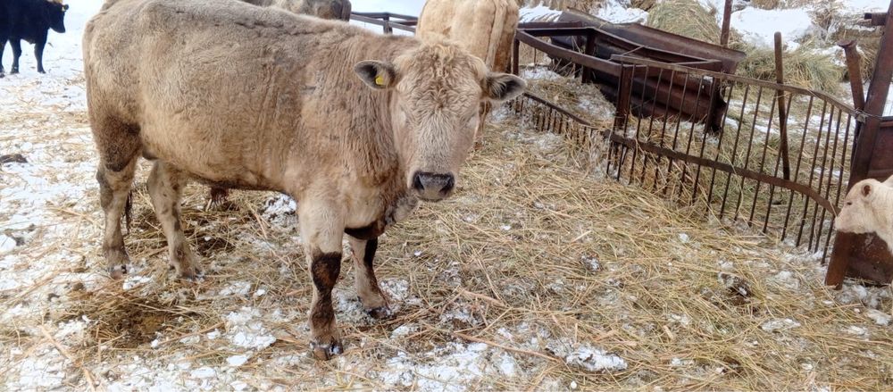 Продам быка 2 года