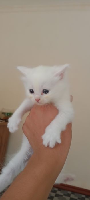 U ozini yigitga chiroyli tarzda beradi