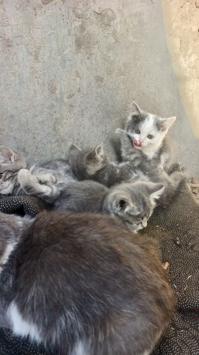 Отдам котят в хорошие руки