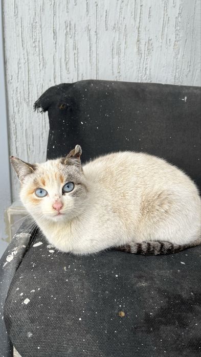 Ищет новых хозяев