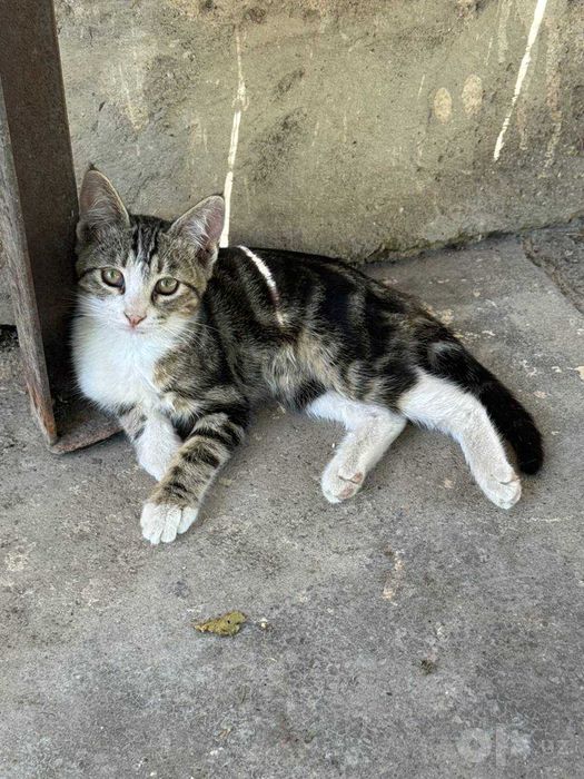 Отдам котят бесплатно в хорошие руки