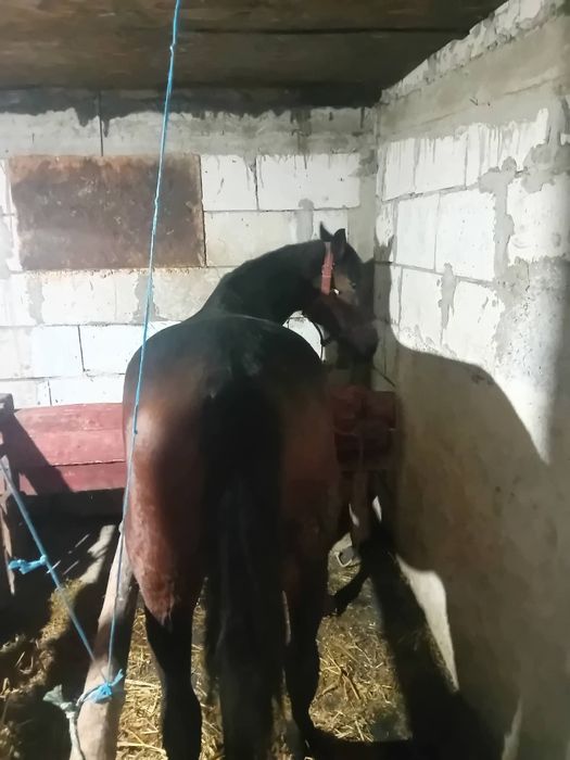 Iapă trapasă foarte