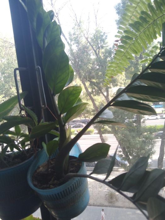 комнатные растения