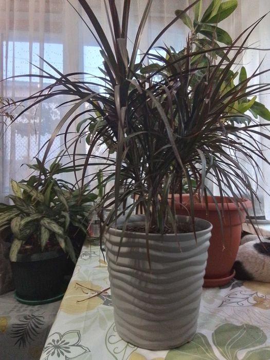 Драцена 4х годовалая