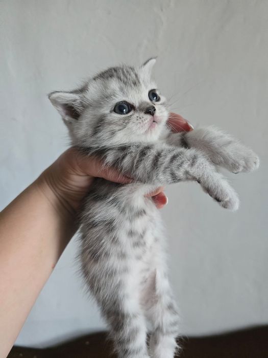 Котята Британцы предзаказ