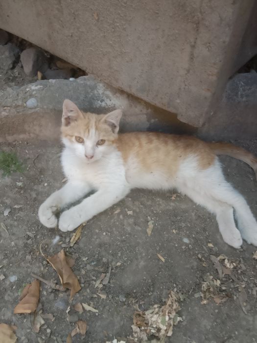 Котенок бесплатно