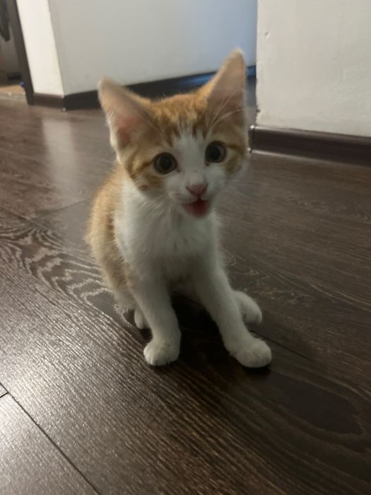 Котята здоровые,ласковые