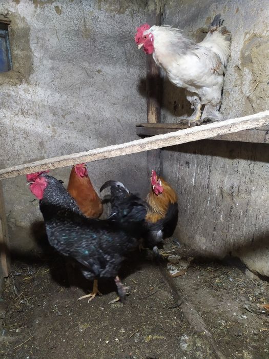 продам молодых петухов