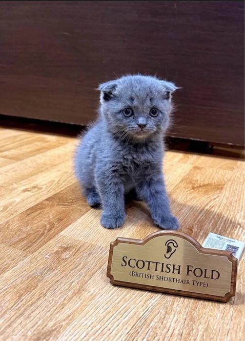 Mushuklar Scottish Fold