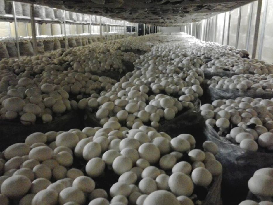 Compost incubat faza 3 Champignion