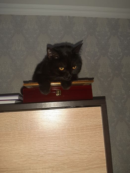 Пропал кот , помогите!