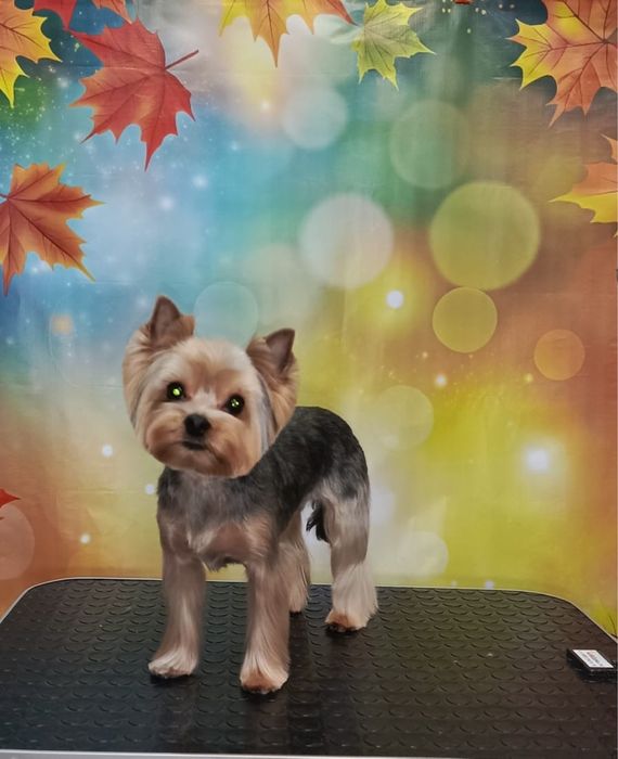 Продавам йоркширски териери