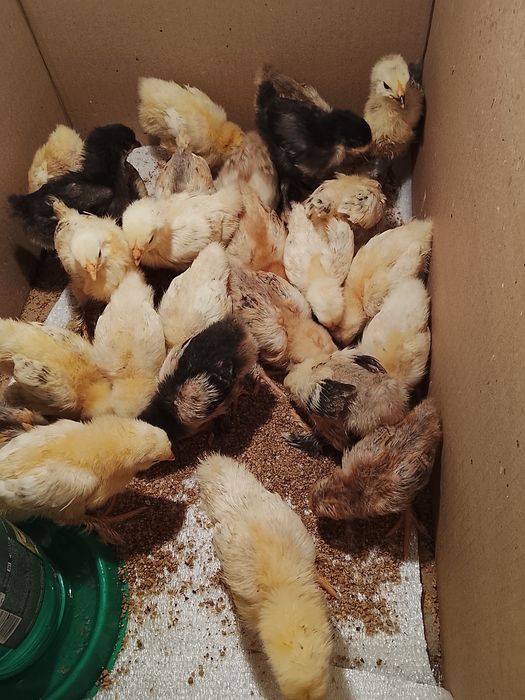 Цыплята брама...