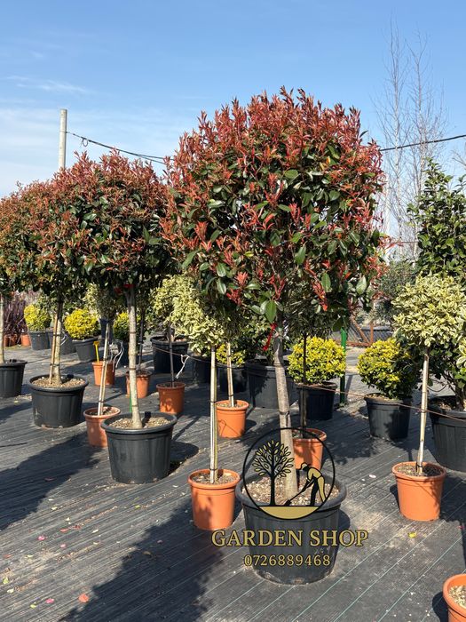 Ofer servici complete  de amenajari gradai si spatii verzi