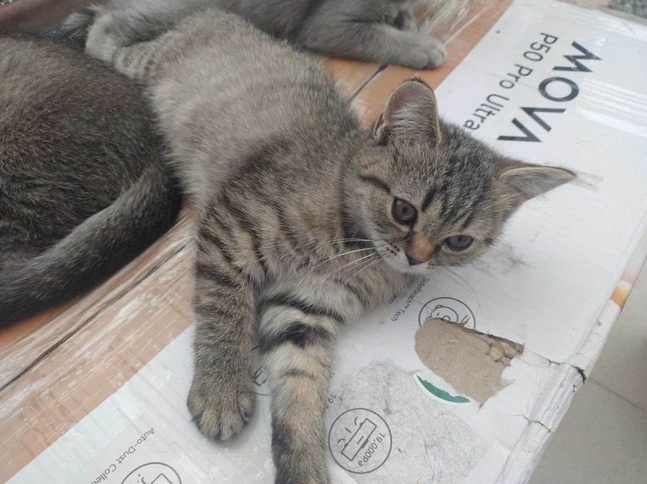 Британски котенца