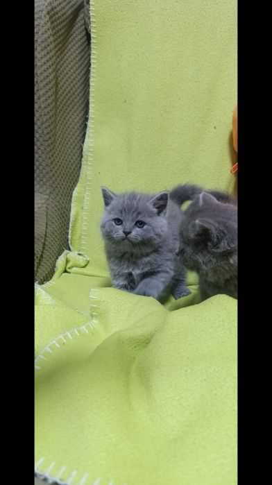 Чистокровные шотланки