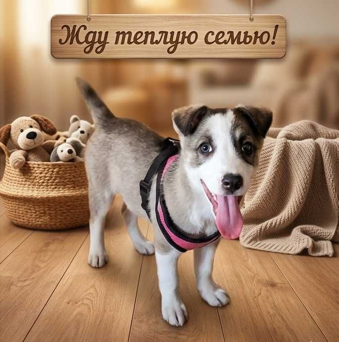 Пристраивается щенок