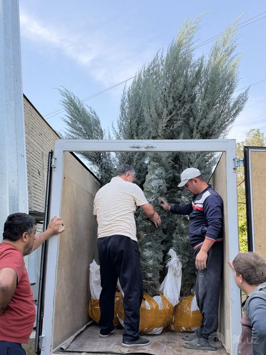 Archa — Italiyaning original Arizonkiy kiparisi
