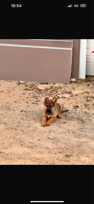 Щенки Продаю Срочно!