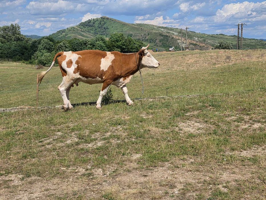 Două vaci și un taur de montă.