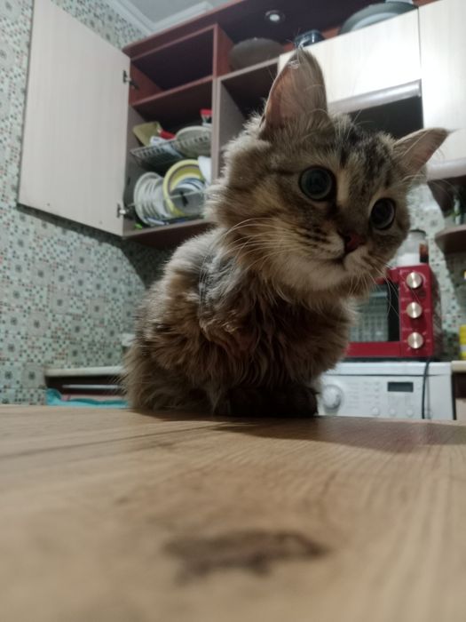 Отдам кота мальчика