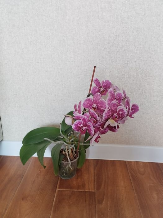 Продам цветущие орхидеи