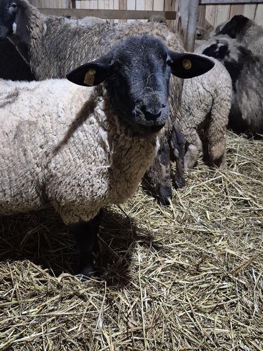 Berbec suffolk  rasa pura