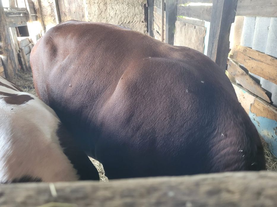 Продам 2 быка с откорма.
