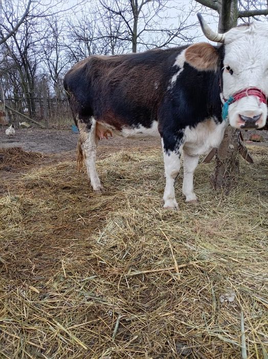 Vând vacă cu lapte