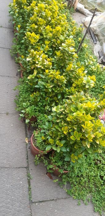 Bresklit Eyonomus shamshod kochatla sotiladi