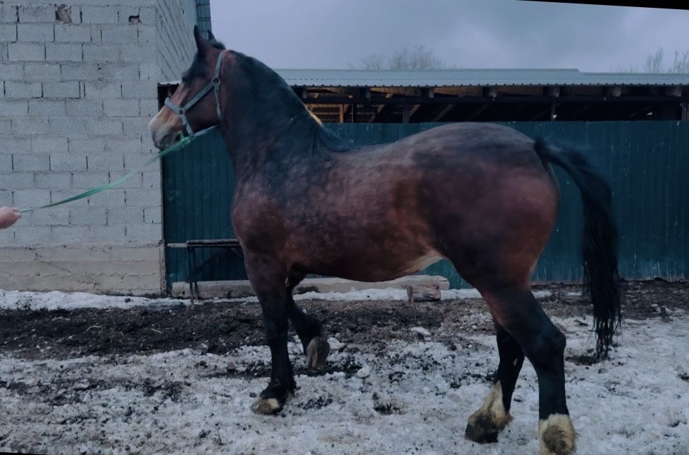 Продам Элитную Кобылу