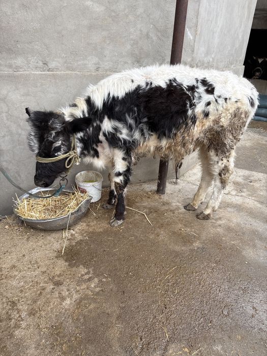 2 бас бука… 1 кышкентайы 230000 тг