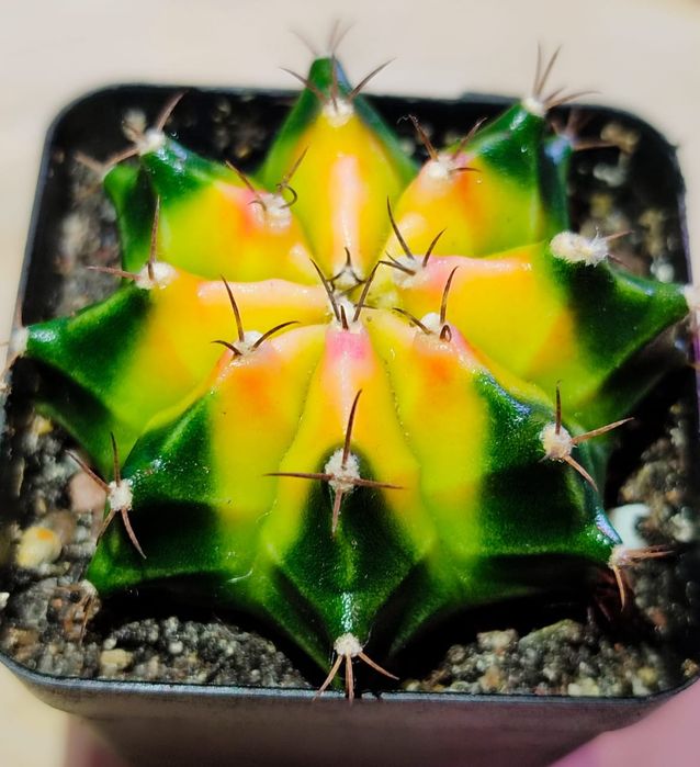 Вариегатные Кактусы