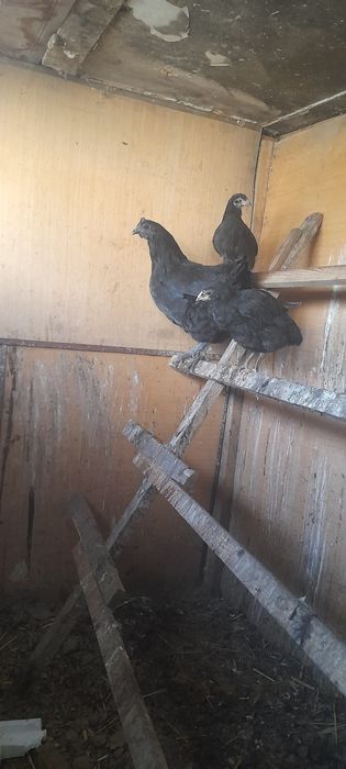 Продаём квочку ухейилюй