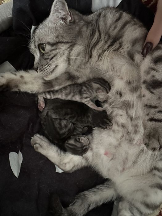 Бронь котят Британцы