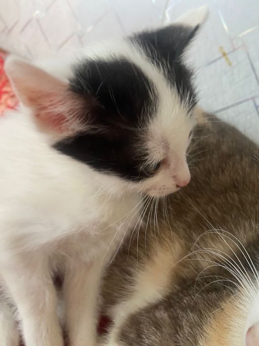 Котята в добрые руки !