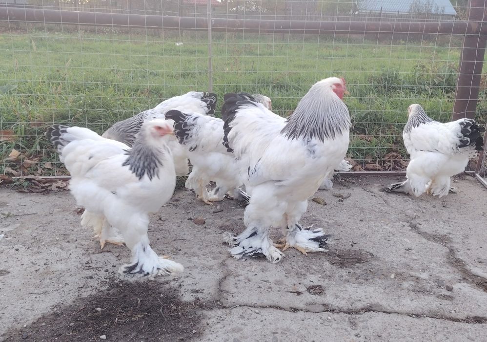 Ouă găini brahma pentru incubat