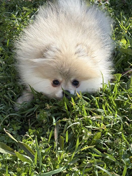 Померан мини чистокръвен fci