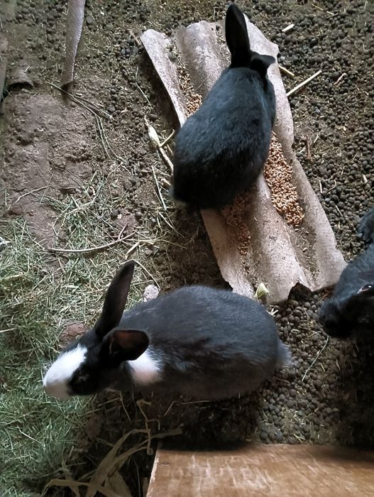 Продаются крольчата,  3 мес,по 3000т